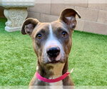 Small Photo #2 Mutt Puppy For Sale in Moreno Valley, CA, USA