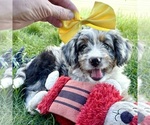 Image preview for Ad Listing. Nickname: Taco