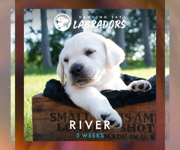 Medium Photo #2 Labrador Retriever Puppy For Sale in ROOSEVELT, MN, USA