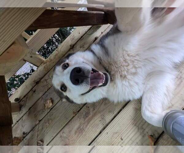 Medium Photo #10 Siberian Husky Puppy For Sale in Holly Springs, NC, USA