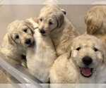 Small Photo #27 Goldendoodle-Poodle (Standard) Mix Puppy For Sale in BATON ROUGE, LA, USA