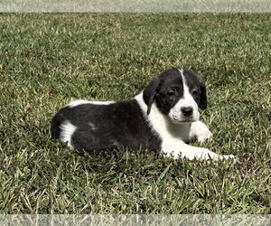 Anatolian Shepherd-Unknown Mix Dogs for adoption in Holly Springs, NC, USA