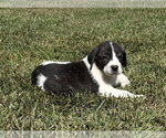 Casper - Halloween Litter - Male Anatolian Shepherd-Unknown Mix Dog for Adoption - Small photo
