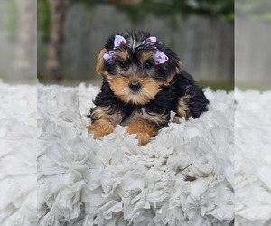 Yorkshire Terrier Puppy for sale in INDIANAPOLIS, IN, USA