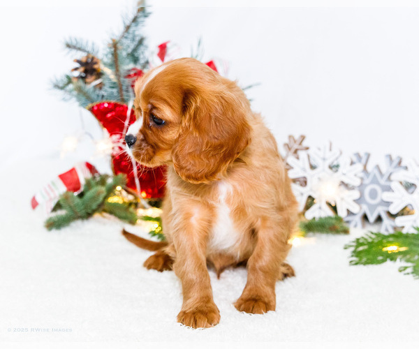 Medium Photo #47 Cavalier King Charles Spaniel Puppy For Sale in WAKARUSA, IN, USA