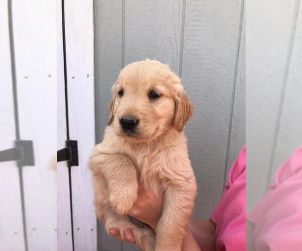 Medium Photo #4 Golden Retriever Puppy For Sale in FREMONT, CA, USA