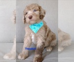 Small Photo #1 Poodle (Standard) Puppy For Sale in NEW YORK MILLS, MN, USA