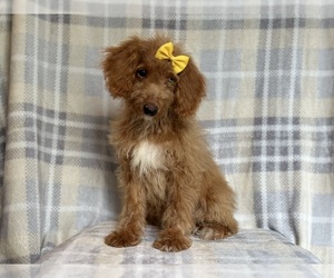 Goldendoodle (Miniature) Puppy for sale in LAKELAND, FL, USA