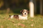 Puppy 1 Jack Russell Terrier-Shih Tzu Mix