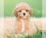 Small #4 Poodle (Toy)