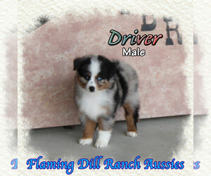 Miniature Australian Shepherd Puppy for sale in FORESTBURG, TX, USA