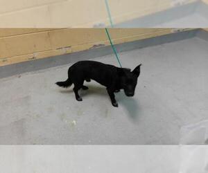 Chihuahua-Unknown Mix Dogs for adoption in Tulsa, OK, USA