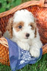 Cavapoo Puppy for sale in PLYMOUTH, OH, USA