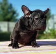 Small Photo #6 French Bulldog Puppy For Sale in ADRIAN, MI, USA
