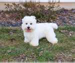 Small #9 West Highland White Terrier