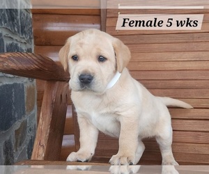 Labrador Retriever Puppy for sale in EDGEWOOD, TX, USA