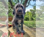 Small Photo #18 Poodle (Standard)-Wirehaired Pointing Griffon Mix Puppy For Sale in CANYON LAKE, TX, USA
