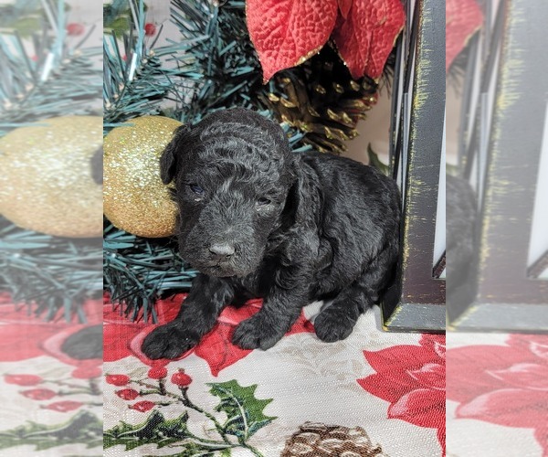 Medium Photo #1 Poodle (Toy) Puppy For Sale in BLACK FOREST, CO, USA