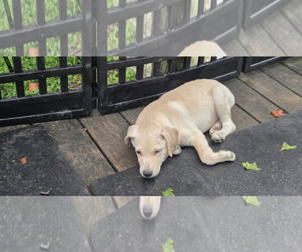 Medium Photo #4 Labrador Retriever-Unknown Mix Puppy For Sale in NYC, NY, USA