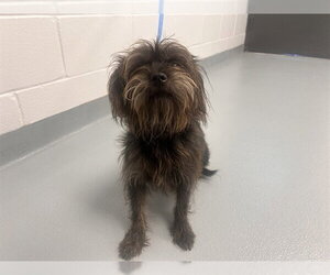 Mutt Dogs for adoption in St. Cloud, FL, USA