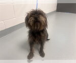 Small Mutt