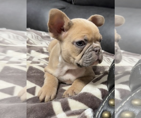 Medium Photo #2 French Bulldog Puppy For Sale in TEMPLE, TX, USA