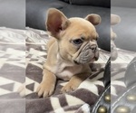 Small #1 French Bulldog