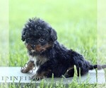 Small #1 Cavapoo (Miniature)