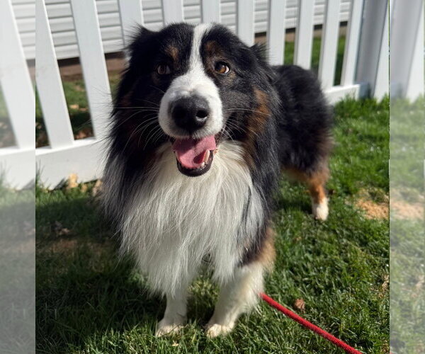 Medium Photo #4 Australian Shepherd Puppy For Sale in Canton, CT, USA