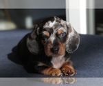 Puppy Linus Dachshund