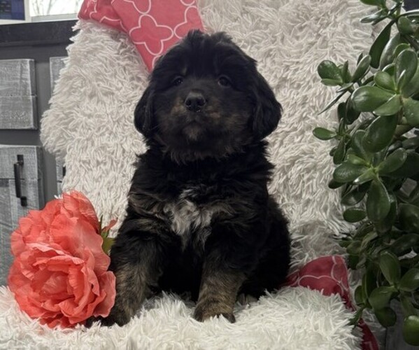 Medium Photo #3 Bernese Mountain Dog Puppy For Sale in THORP, WI, USA