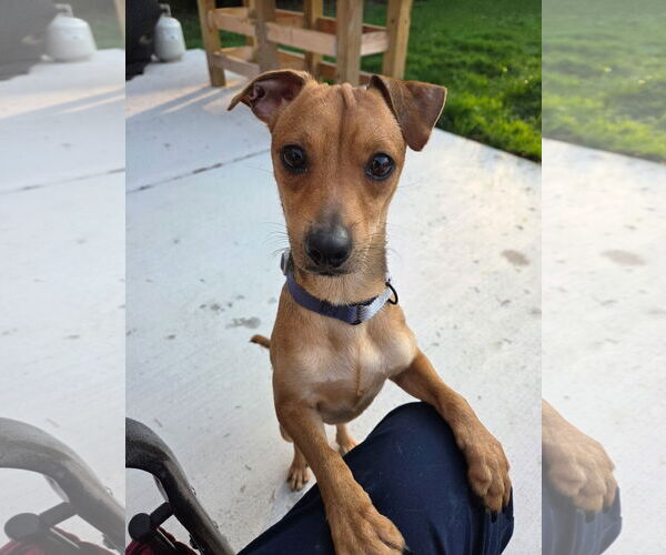 Medium Photo #1 Chiweenie Puppy For Sale in Virginia Beach, VA, USA