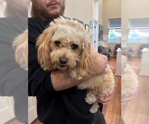 Maltipoo Dogs for adoption in Ojai, CA, USA