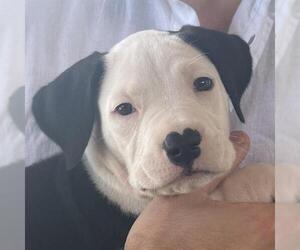 Labrador Retriever-Unknown Mix Dogs for adoption in San Antonio, TX, USA