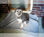 Small Photo #3 Aussiedoodle Miniature  Puppy For Sale in St. Louis Park, MN, USA