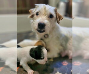 Mutt Dogs for adoption in Raleigh, NC, USA