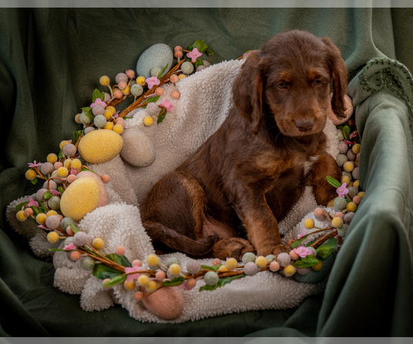 Medium Photo #2 Labradoodle Puppy For Sale in DEEPWATER, MO, USA