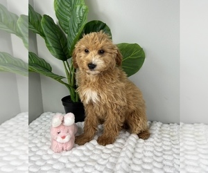 Goldendoodle Puppy for sale in FRANKLIN, IN, USA