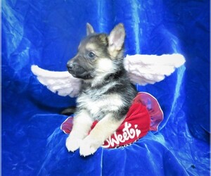 German Shepherd Dog Puppy for sale in HARTVILLE, MO, USA
