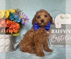Cavapoo Puppy for sale in LANCASTER, PA, USA