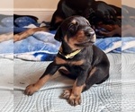 Small Photo #5 Doberman Pinscher Puppy For Sale in HATTIESBURG, MS, USA