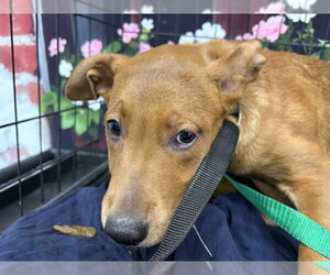 German Shepherd Dog Dogs for adoption in San Bernardino, CA, USA