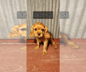Cavalier King Charles Spaniel Puppy for sale in WAUKON, IA, USA