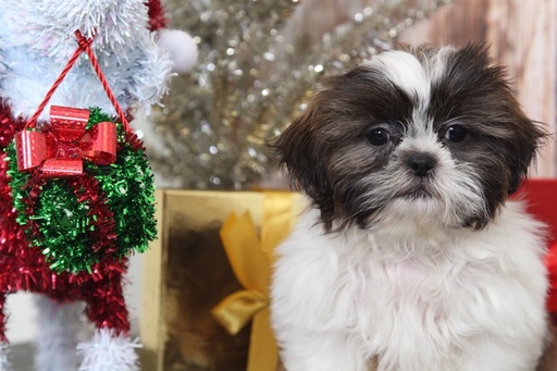 Medium Photo #2 Shih Tzu Puppy For Sale in BEL AIR, MD, USA