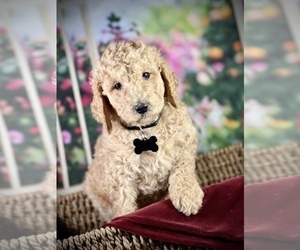 Labradoodle Puppy for sale in MODESTO, CA, USA