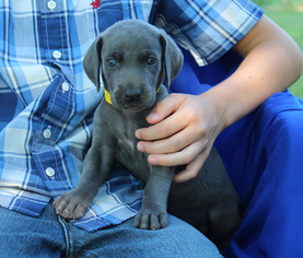Weimaraner Puppy for sale in HARRISON, AR, USA