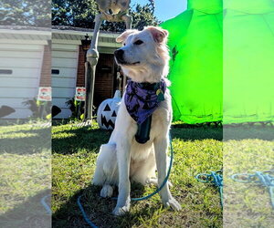 Juniper - Female Great Pyrenees-Unknown Mix Dog for Adoption - Photo #8