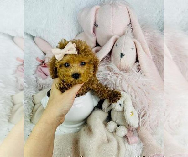 Medium Photo #1 Poodle (Toy) Puppy For Sale in DELRAY BEACH, FL, USA