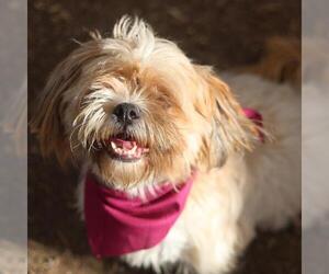 Shih Tzu-Unknown Mix Dogs for adoption in San Antonio, TX, USA