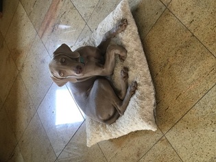 Weimaraner Puppy for sale in WAYNE, NJ, USA